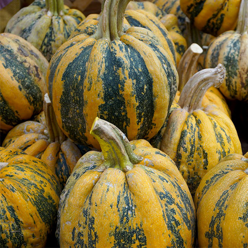 Pumpkin and Squash