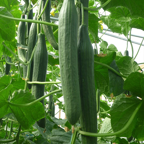 Speciality Cucumber