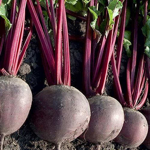 Beetroot