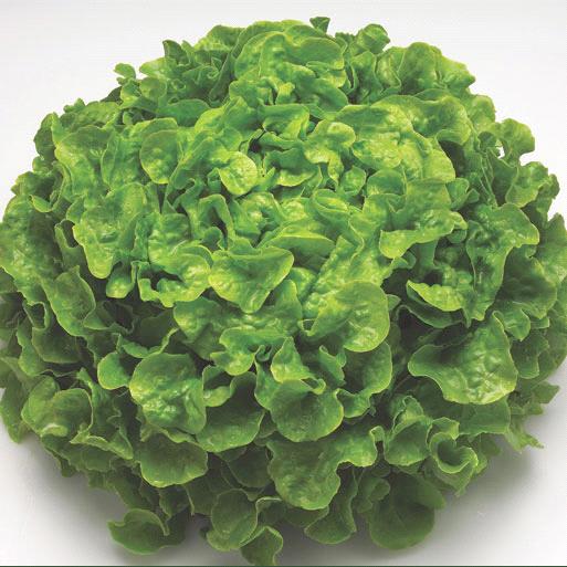 Oakleaf Green Lettuce