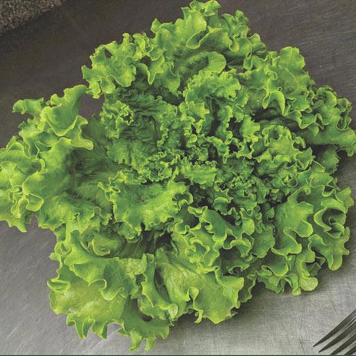 Waldmansn`s Green Lettuce