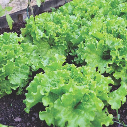 Blonde de Paris Lettuce