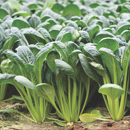 Komatsuna Green