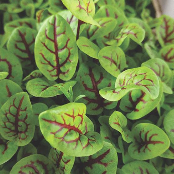 Red Vined Sorrel