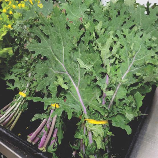 Russian Kale