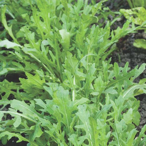Arugula Wild