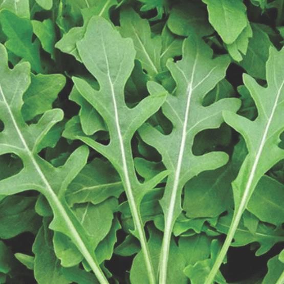 Arugula Wild Improved
