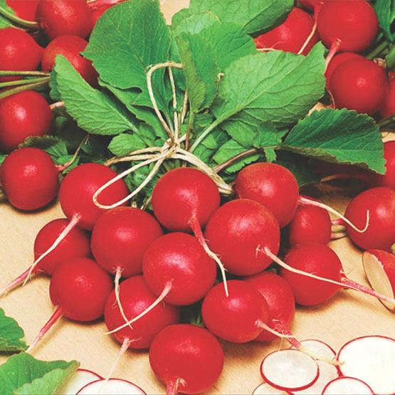 Cherry Belle