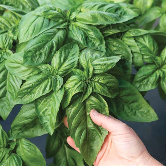 Italian Basil Large Leaf