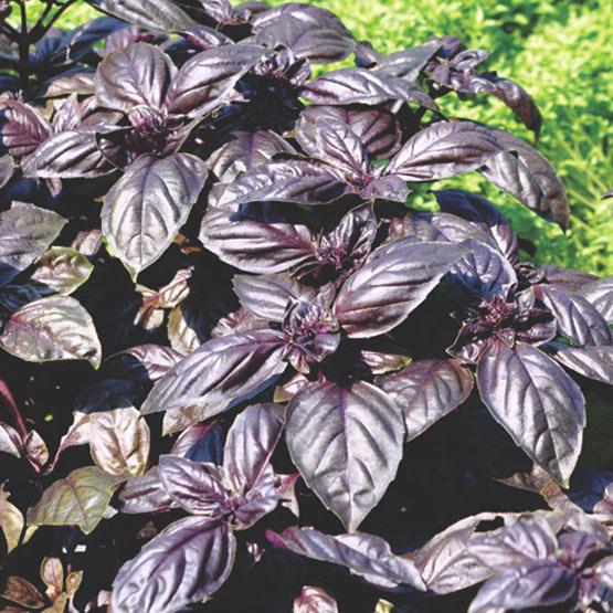 Purple Basil