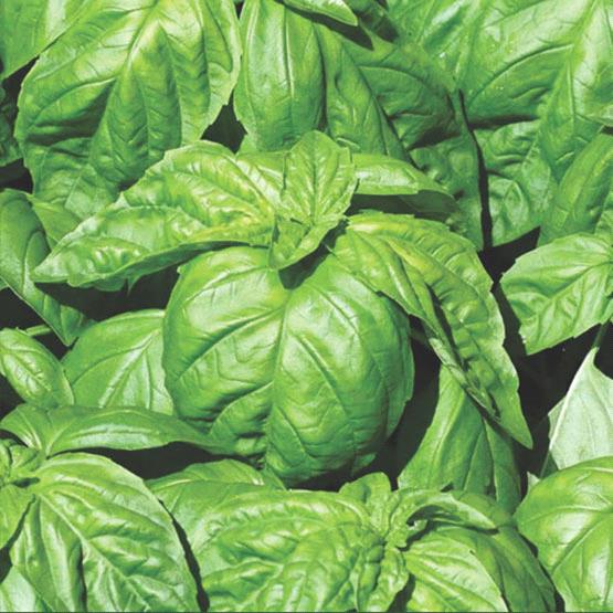Lettuce Leaf Basil