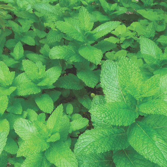Mint Balm