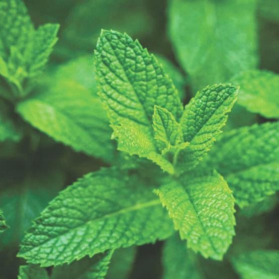 Spear Mint