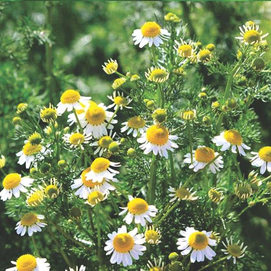 Chamomile