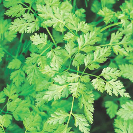 Chervil