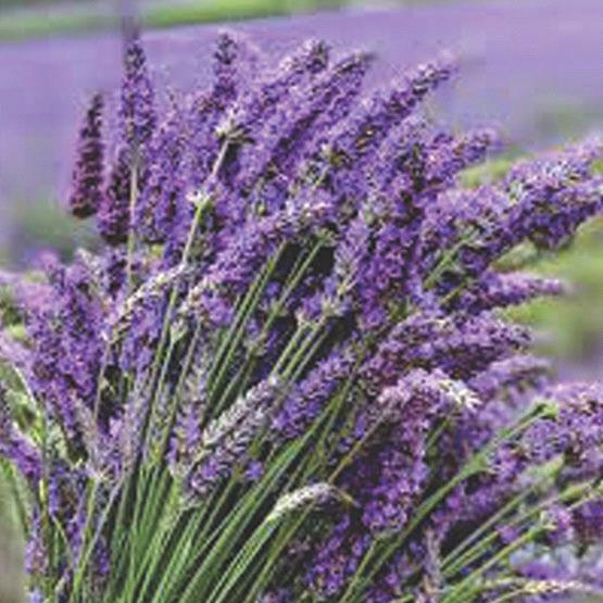 Lavender