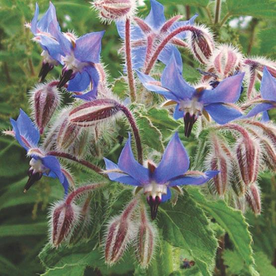 Borago