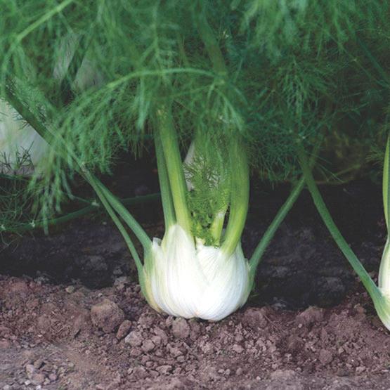 Fennel