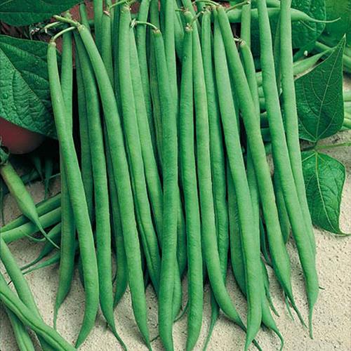 French Beans