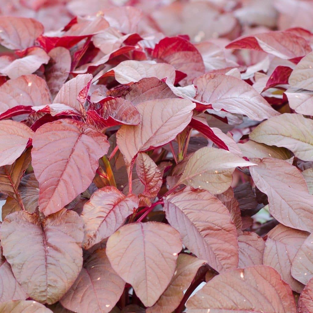 Red-Amaranthus