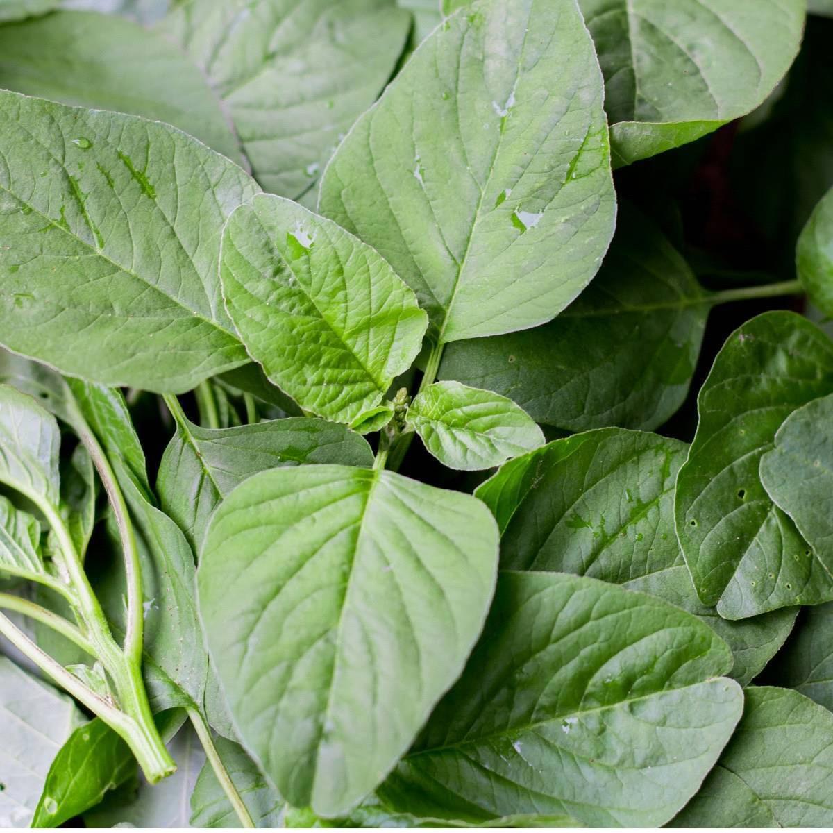 Amaranthus-Green