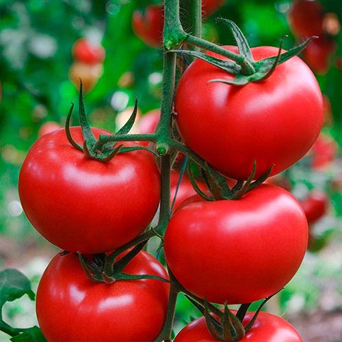 Tomato Indeterminate