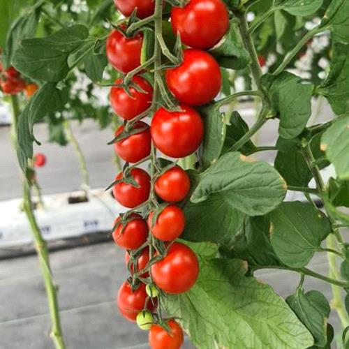 Cherry Tomato Red Round