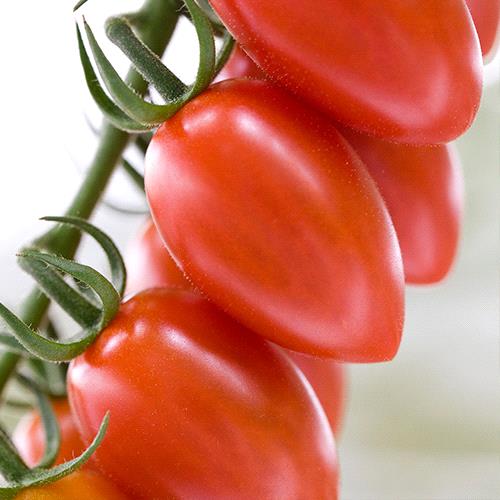 Cherry Tomato Red Oval