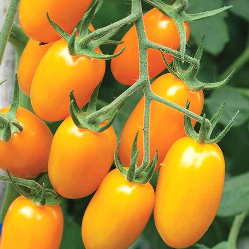 Cherry Tomato Yellow Grape
