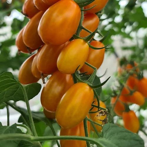 Cherry Tomato Orange Grape