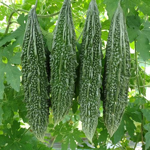 Bitter Gourd Green