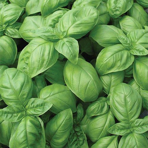 Italian Genovese Basil