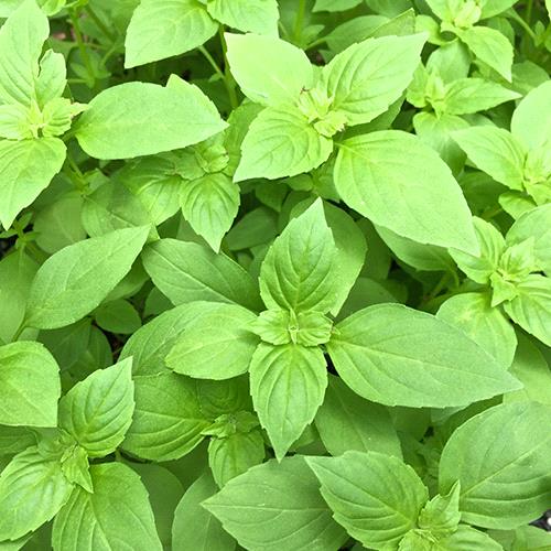 Basil Lemon