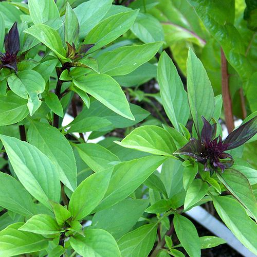 Thai Basil