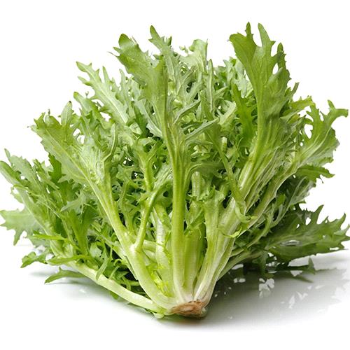 Salad King Endive