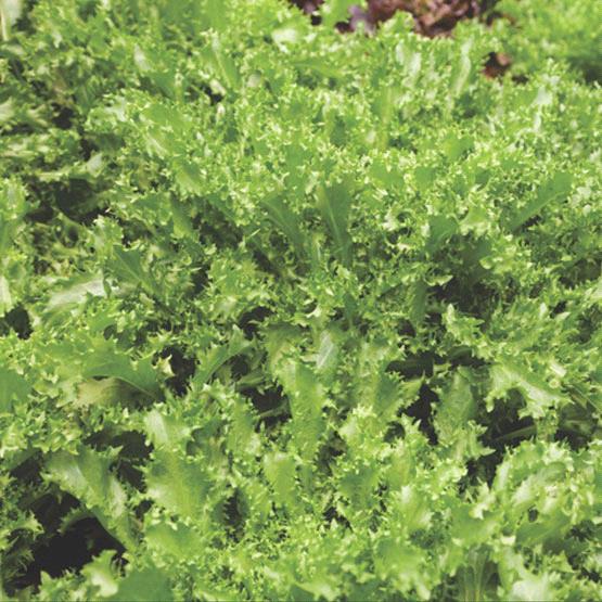 Green Curled Endive