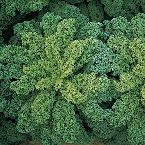 Curly Kale