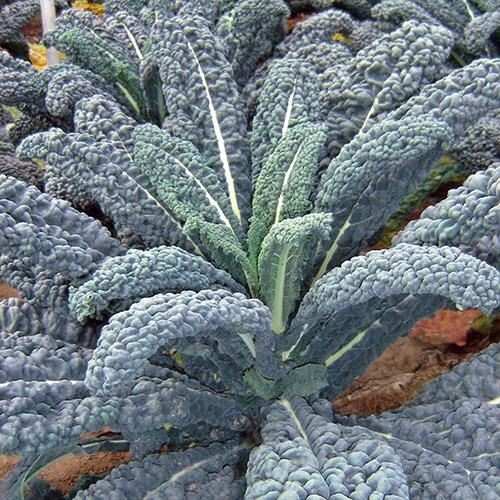 Tuscan American Kale