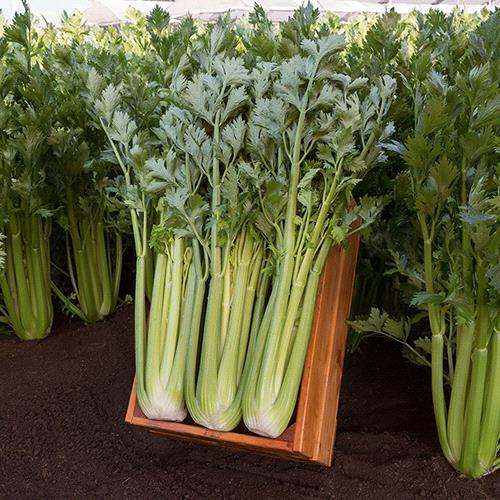 Celery