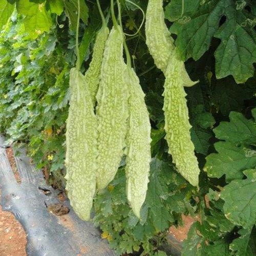Bitter Gourd White