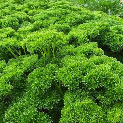 Triple Curled Parsley
