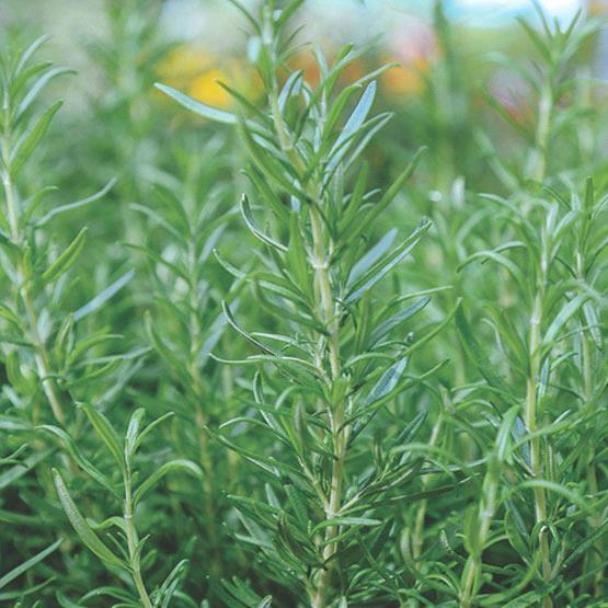 Rosemary