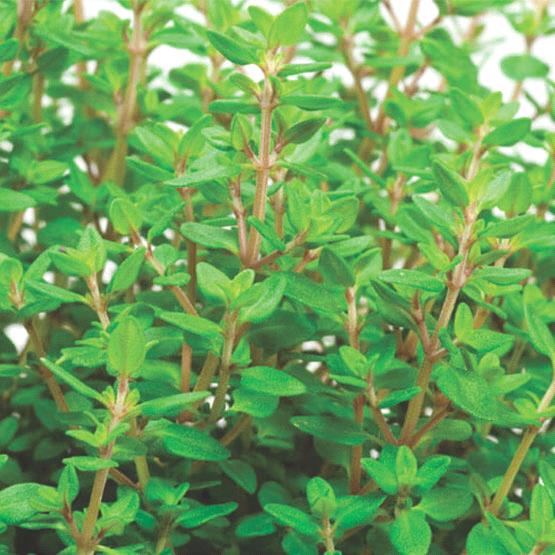 Thyme