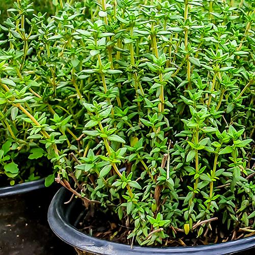 Thyme