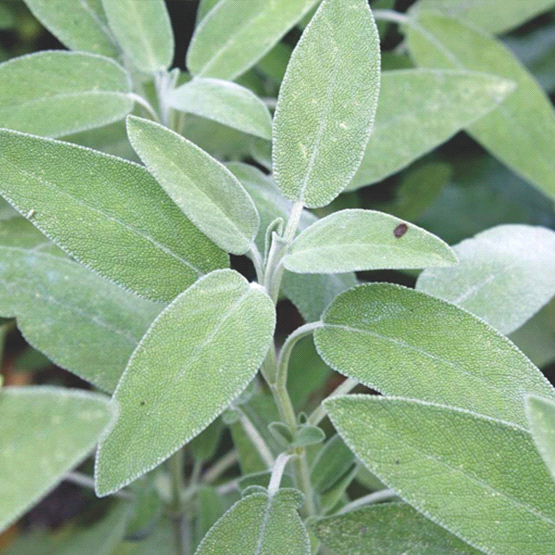 Sage