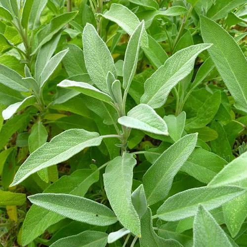 Sage