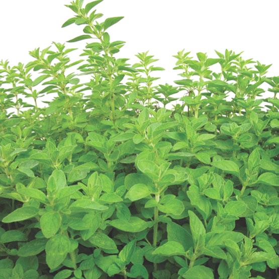 Oregano