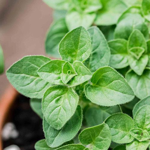 Oregano