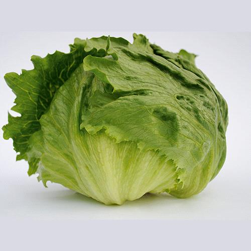 Iceberg Lettuce