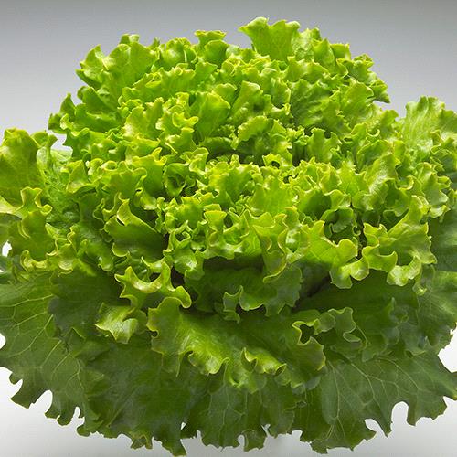 Batavia Green Lettuce